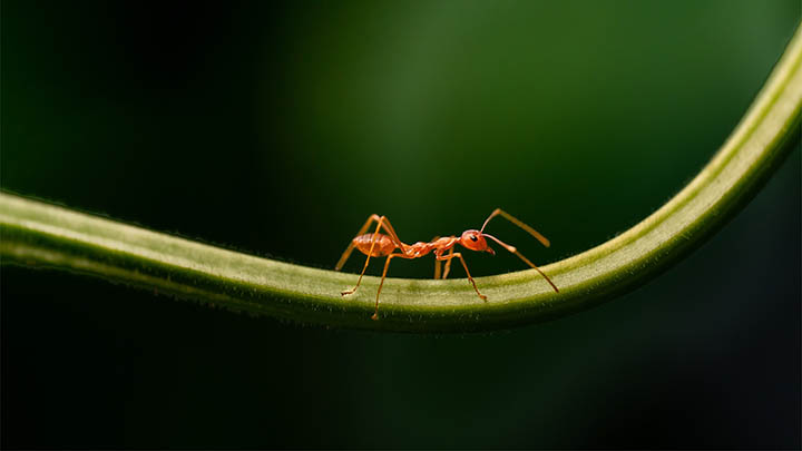 有道翻译下载：文本翻译平板使用指南3步 二