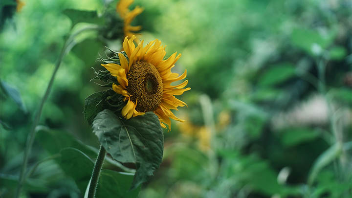 电脑如何使用有道翻译下载文档？无网环境下载包制作与部署详解 二