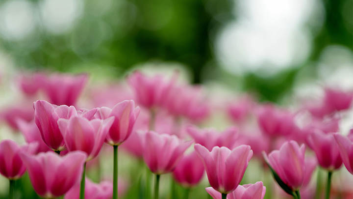 有道翻译下载及生词本高效使用全教程解读 二