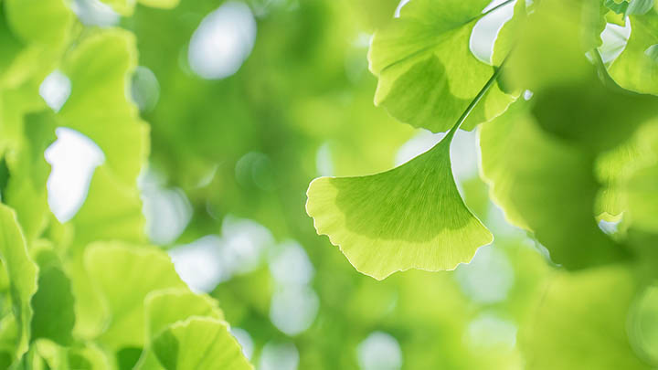 有道翻译下载生词本功能不全？常见问题及修复指南 二