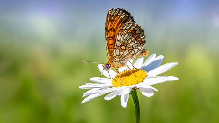 安卓生词本有效管理：有道翻译下载三步指南适用2025年 二