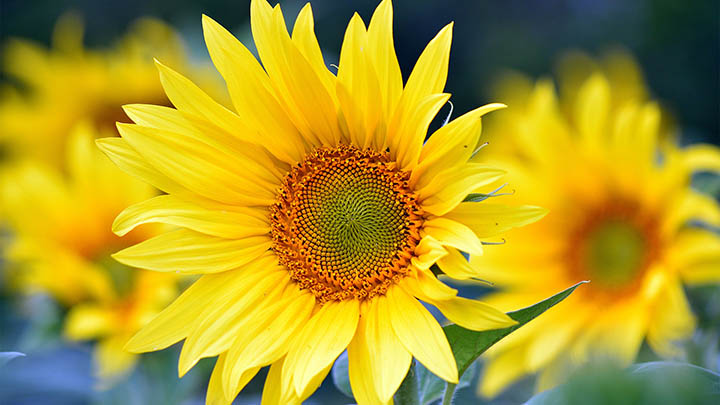 手机端有道翻译下载与例句功能全解指南 二