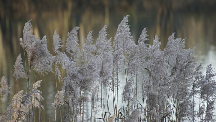 下载有道翻译例句至平板全解析：离线模式通关秘籍与完整安装指南 二