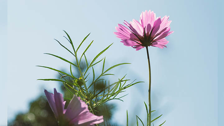 有道翻译下载安装后发音无法正常工作?解决发音问题全攻略 二