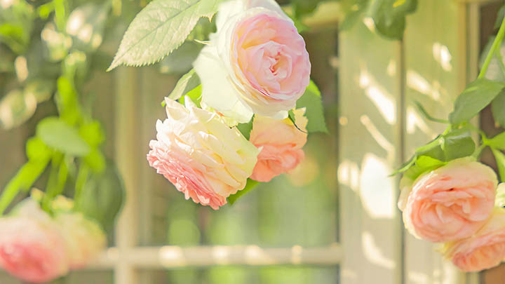 如何安装有道翻译发音设备?离线下载教程+设备配置 二