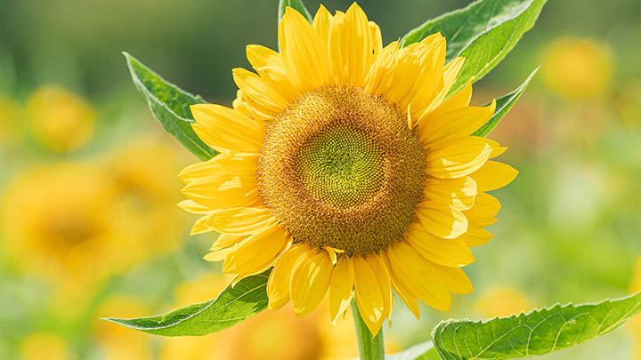 有道翻译下载发音功能：电脑端安装详细教程 二