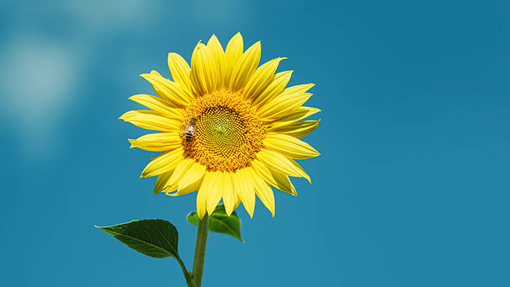 有道翻译下载必备指南：开启云同步功能 实现跨设备无缝翻译 二