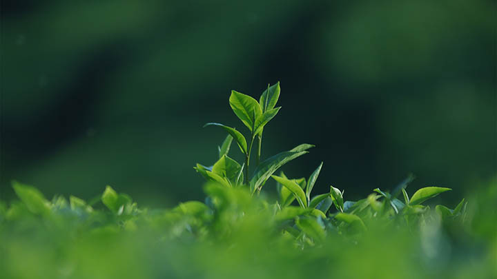 如何轻松实现有道翻译下载：会员专享功能手机操作指南 二